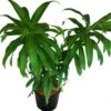 Song Of India Green - Indoor/Ornamental Plants