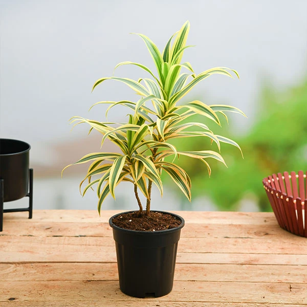 Song Of India Variegata - Indoor/Ornamental Plants 2 Song Of India Variegata - Indoor/Ornamental Plants - Image 2