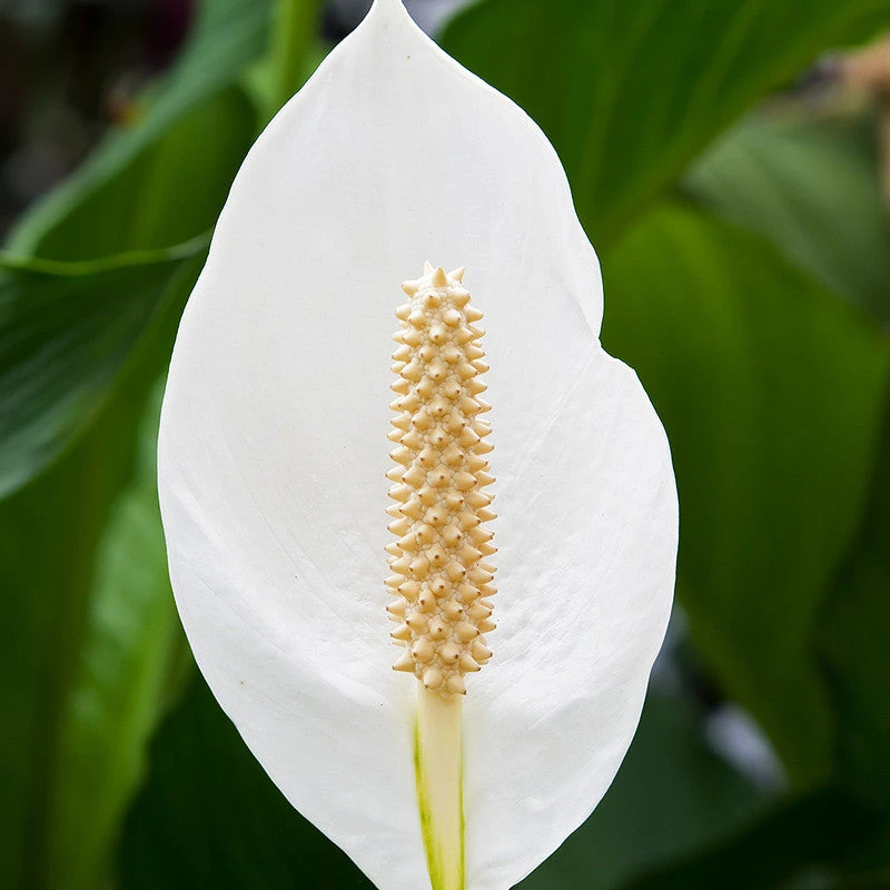 Peace Lily/Spathiphyllum Macrophyllum - Indoor Air-Purifying 2 Peace Lily/Spathiphyllum Macrophyllum - Indoor Air-Purifying - Image 2