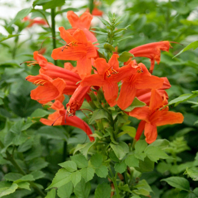 Tecoma Capensis/Orange Trumpet - Flowering Shrubs 1 Tecoma Capensis/Orange Trumpet - Flowering Shrubs