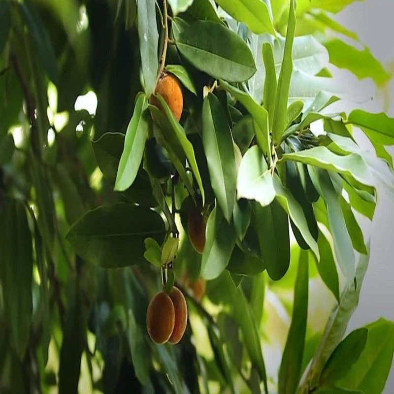 Velvet Apple-Fruit & Plant Tree 1 Velvet Apple-Fruit & Plant Tree