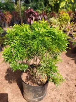 Aralia Gold - Indoor Plants -EcoHaven Shop WhatsAppImage2020 11 02at1.19.53PM