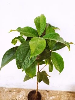 Malay Apple- Fruit Plants & Tree 7 Malay Apple- Fruit Plants & Tree -EcoHaven Shop WhatsAppImage2020 11 04at9.47.03AM