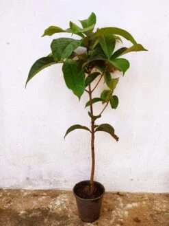 Malay Apple- Fruit Plants & Tree 6 Malay Apple- Fruit Plants & Tree -EcoHaven Shop WhatsAppImage2020 11 04at9.47.03AM 1