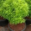 Aralia Gold - Indoor Plants