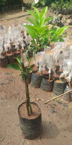 Vietnam Malta Mosambi- Fruits Plant & Tree 5 Vietnam Malta Mosambi- Fruits Plant & Tree -EcoHaven Shop WhatsAppImage2022 10 07at10.03.13AM 1