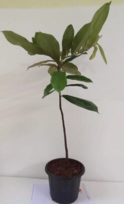 Velvet Apple-Fruit & Plant Tree 7 Velvet Apple-Fruit & Plant Tree -EcoHaven Shop WhatsAppImage2022 10 07at11.25.11AM