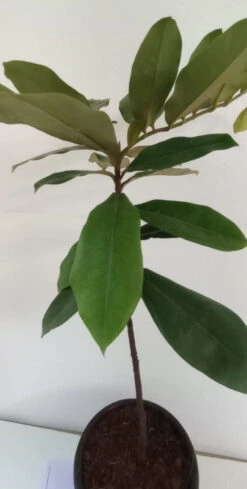 Velvet Apple-Fruit & Plant Tree 6 Velvet Apple-Fruit & Plant Tree -EcoHaven Shop WhatsAppImage2022 10 07at11.25.11AM 1