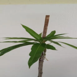 Miyazaki Mango (Grafted) 5 Miyazaki Mango (Grafted) -EcoHaven Shop WhatsAppImage2022 10 10at2.41.58PM