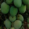 Mango Panduri - Fruits Plant & Tree