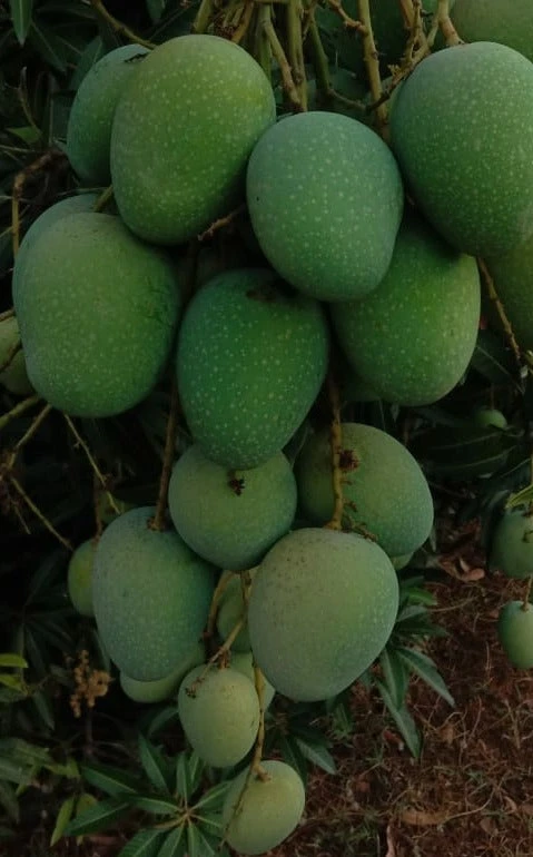 Mango Panduri - Fruits Plant & Tree 1 Mango Panduri - Fruits Plant & Tree
