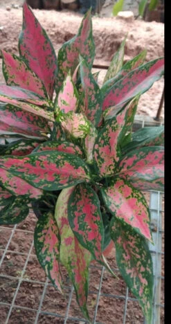 Aglaonema Red Hedge - Indoor Plants