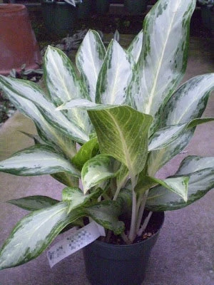 Aglaonema Ernesto Hybrid - Indoor Plants 2 Aglaonema Ernesto Hybrid - Indoor Plants - Image 2