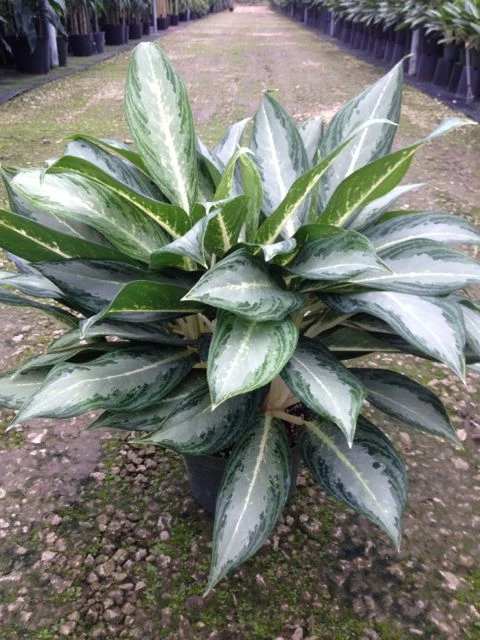 Aglaonema Ernesto Hybrid - Indoor Plants 1 Aglaonema Ernesto Hybrid - Indoor Plants