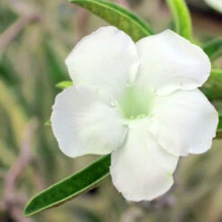 Adenium White - Flowering Plants 5 Adenium White - Flowering Plants -EcoHaven Shop adenium obesum s w2
