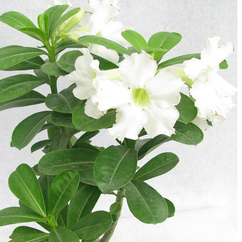 Adenium White - Flowering Plants 2 Adenium White - Flowering Plants - Image 2