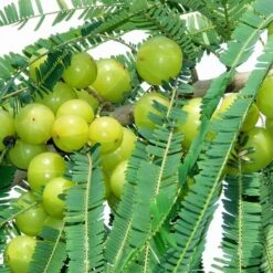 Amla Banaras(Grafted)- Fruit Plants