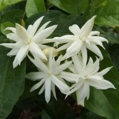 Pandiri Malli(Jasmine Sp.) - Fragrance Creeper & Climber