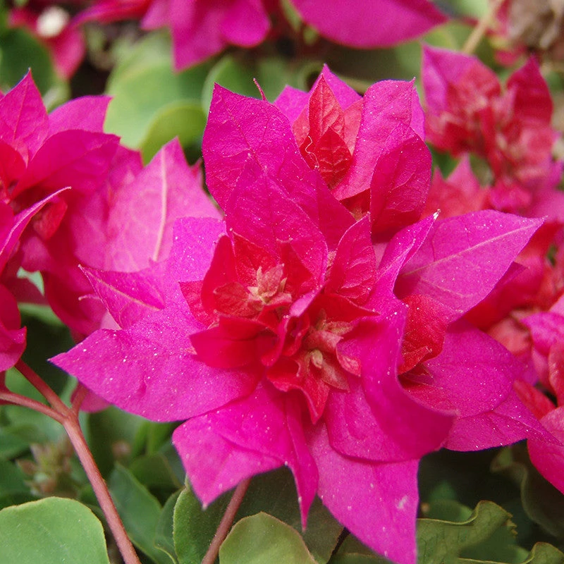 Bougainvillea Dark Pink Double - Creepers & Climbers 1 Bougainvillea Dark Pink Double - Creepers & Climbers