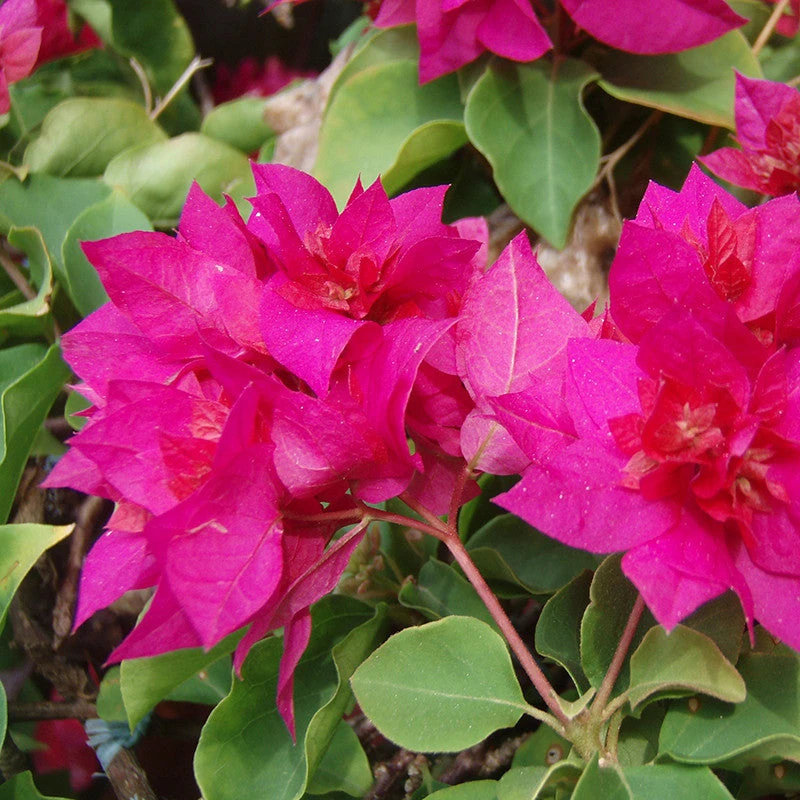 Bougainvillea Dark Pink Double - Creepers & Climbers 2 Bougainvillea Dark Pink Double - Creepers & Climbers - Image 2