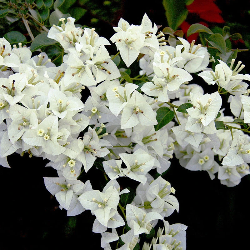 Bougainvillea White - Flowering Shrubs 1 Bougainvillea White - Flowering Shrubs