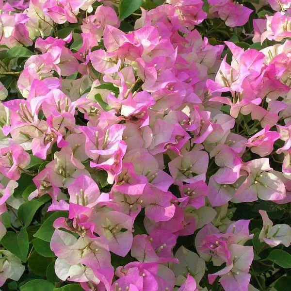 Bougainvillea Pink And White - Creepers & Climbers 1 Bougainvillea Pink And White - Creepers & Climbers