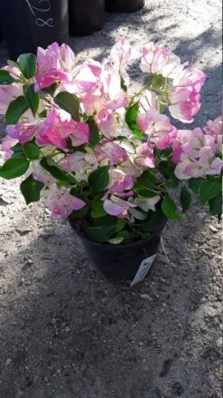 Bougainvillea Pink And White - Creepers & Climbers 5 Bougainvillea Pink And White - Creepers & Climbers -EcoHaven Shop bougainvilleapink white2