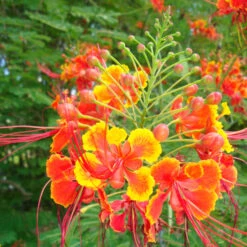 Caesalpinia/Shankasur Red - Flowering Shrubs
