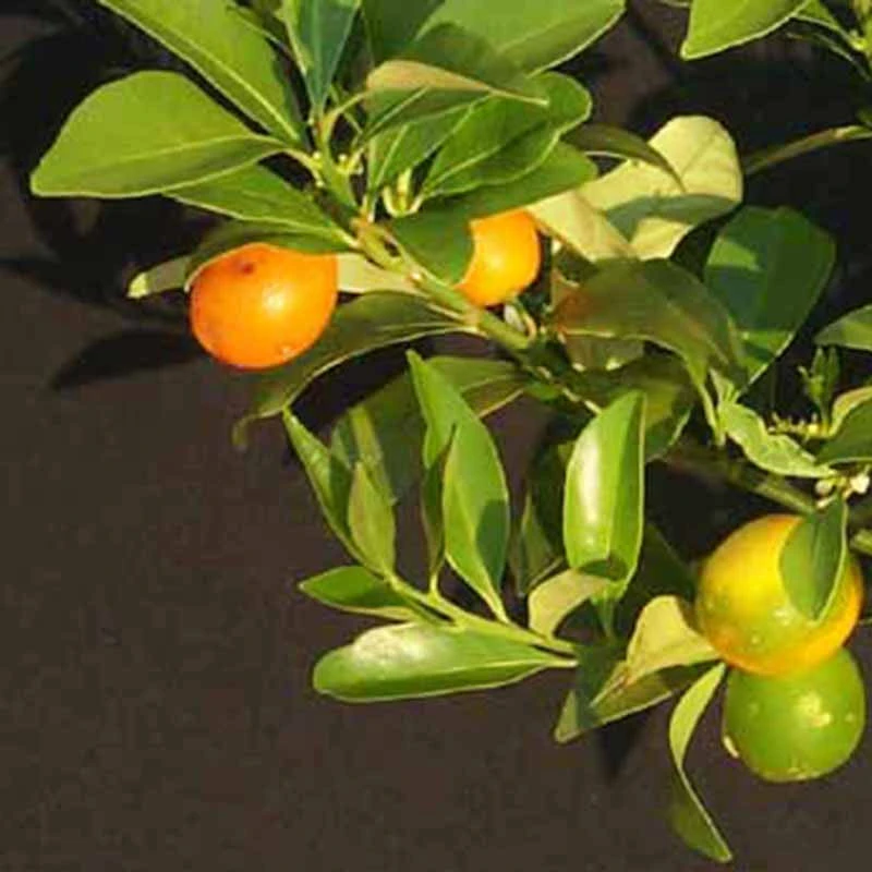 Sweet Lemon / Kumquat(Grafted) - Fruit Plants & Tree 2 Sweet Lemon / Kumquat(Grafted) - Fruit Plants & Tree - Image 2