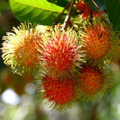 Rambutan Fruit - Fruit Plants & Tree 5 Rambutan Fruit - Fruit Plants & Tree -EcoHaven Shop d75c332f433cdf32b4529d1da9191d6e