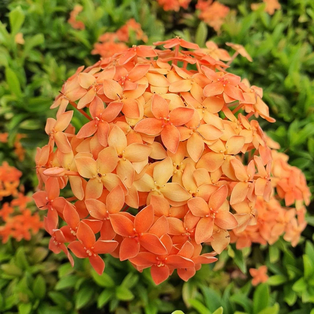 Ixora Mini Dwarf Orange - Flowering Plant 1 Ixora Mini Dwarf Orange - Flowering Plant