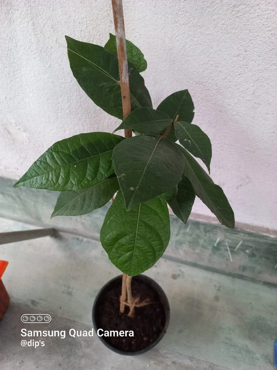Petrea Volubilis - Creepers & Climbers 3 Petrea Volubilis - Creepers & Climbers - Image 3