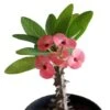 Euphorbia Pink - Flowering Cactus