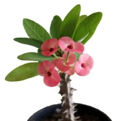 Euphorbia Pink - Flowering Cactus