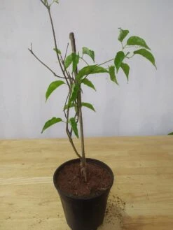 Flaming Trumpet - Creepers & Climbers 5 Flaming Trumpet - Creepers & Climbers -EcoHaven Shop exotcfloraflamingtrumpet