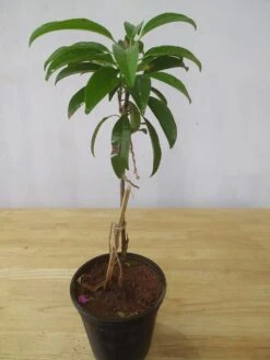 Chikoo-Pala(Grafted)- Fruit Plants & Tree -EcoHaven Shop exoticflorachikoo