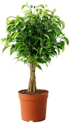 Ficus Benjamina Blackie - Indoor/Outdoor Plants -EcoHaven Shop exoticfloraficusbenjaminanatureboyimage 45364584 7428 4714 995a 7e9a90e66469