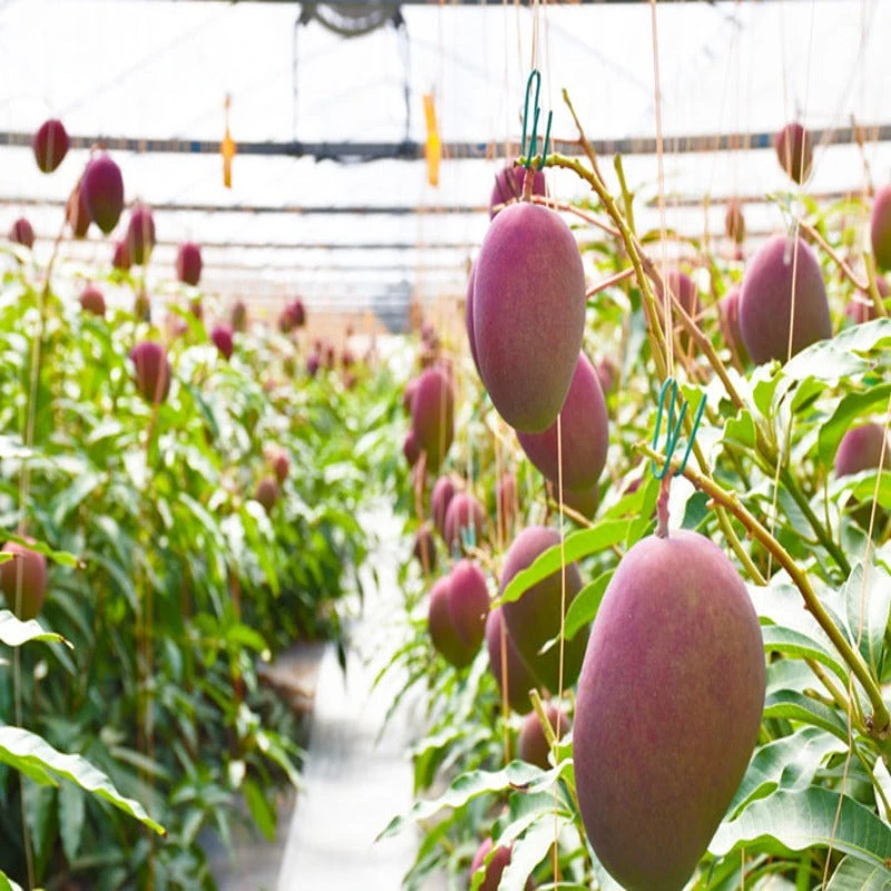 Miyazaki Mango (Grafted) 1 Miyazaki Mango (Grafted)