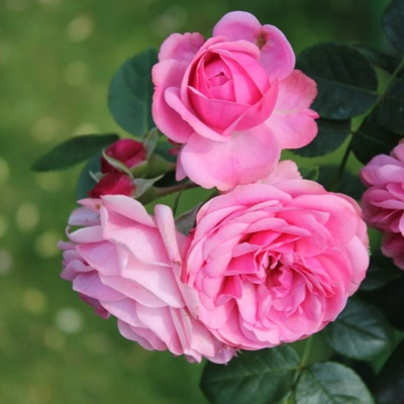 Paneer Climber Rose - Flowering Plants 2 Paneer Climber Rose - Flowering Plants - Image 2