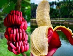 Red Banana/Red Chakrakeli - Fruit Plants & Tree 5 Red Banana/Red Chakrakeli - Fruit Plants & Tree -EcoHaven Shop exoticfloraredbanana