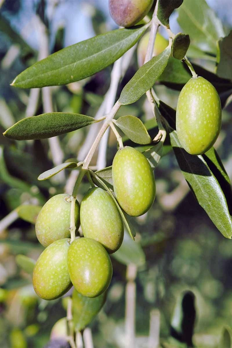 Olive Fruit Plant - Exotic Fruit Plant 1 Olive Fruit Plant - Exotic Fruit Plant