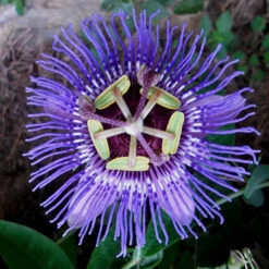 Passion Flower Purple - Creepers & Climbers