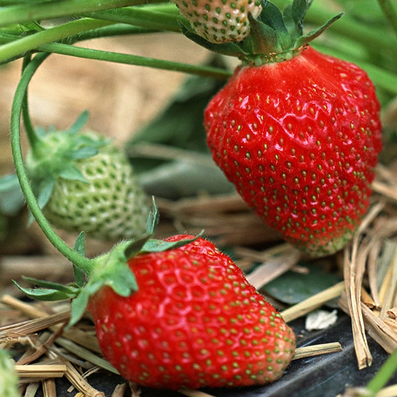 Strawberry - Fruit Plants & Tree 1 Strawberry - Fruit Plants & Tree