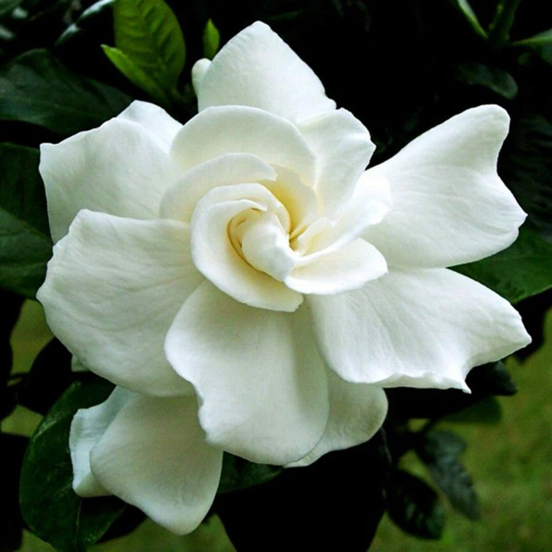 Front Page 9 Front Page -EcoHaven Shop garden plant gardenia flowers white beautiful