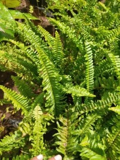 Green Boston Fern - Indoor Plants -EcoHaven Shop greenbostonfern
