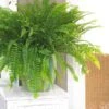 Green Boston Fern - Indoor Plants