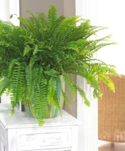 Green Boston Fern - Indoor Plants