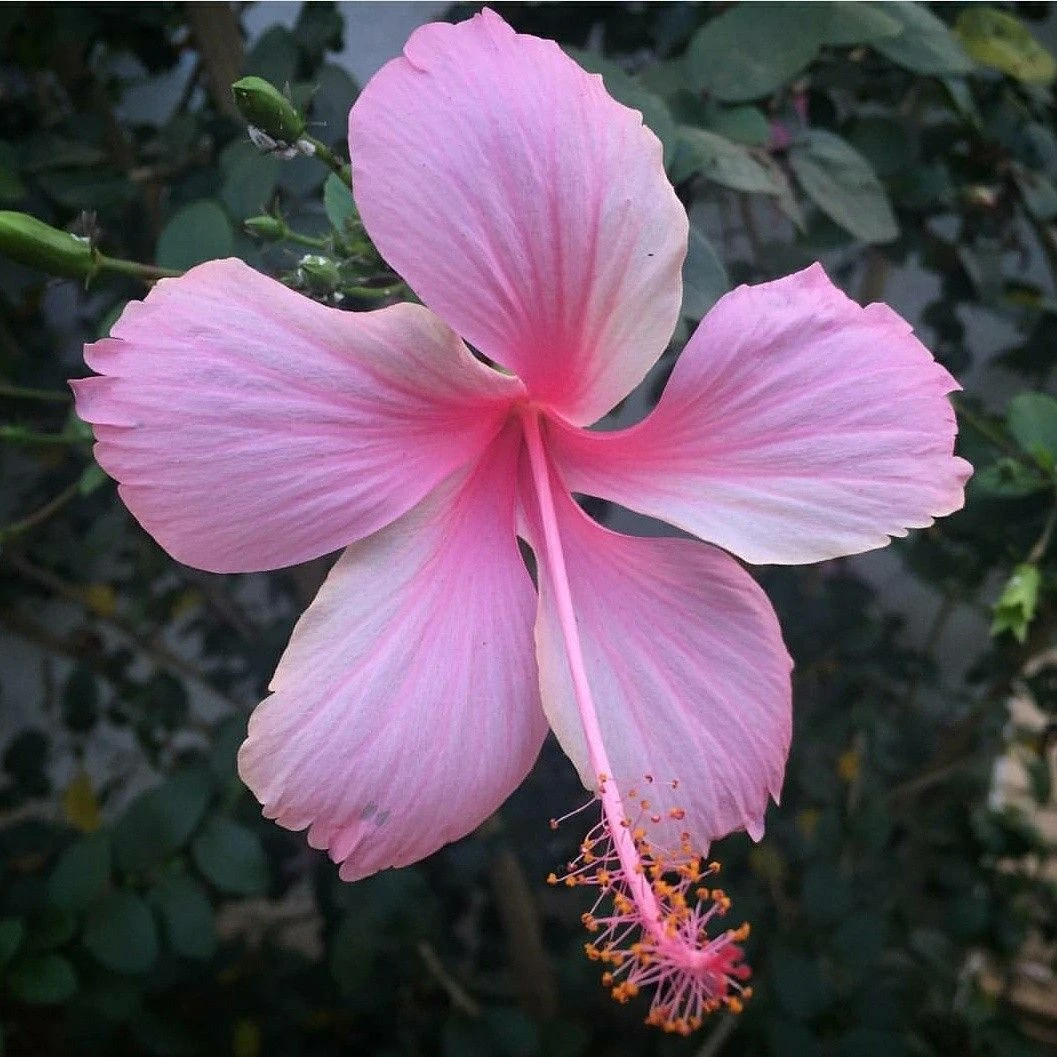 Hibiscus Light Pink Desi - Flowering Plants 1 Hibiscus Light Pink Desi - Flowering Plants