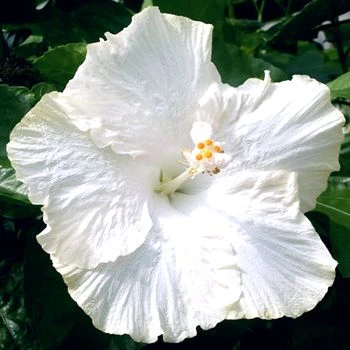 Hibiscus White Hybrid - Flowering Plants 1 Hibiscus White Hybrid - Flowering Plants