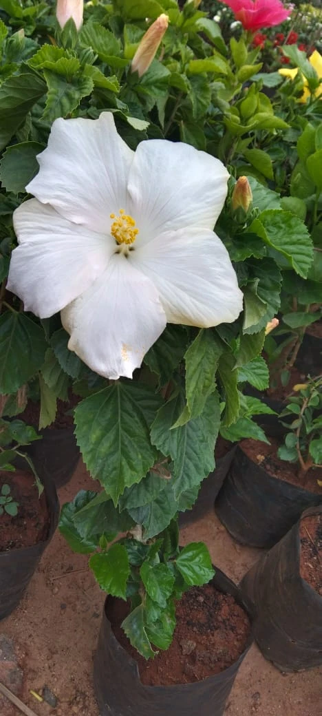Hibiscus White Hybrid - Flowering Plants 2 Hibiscus White Hybrid - Flowering Plants - Image 2